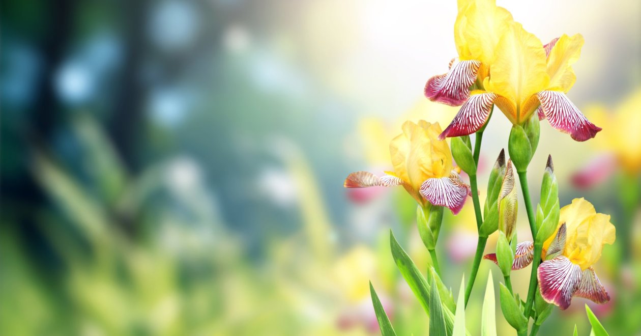 Mire van szüksége az írisznek ősszel? Útmutató az írisz gondozásához