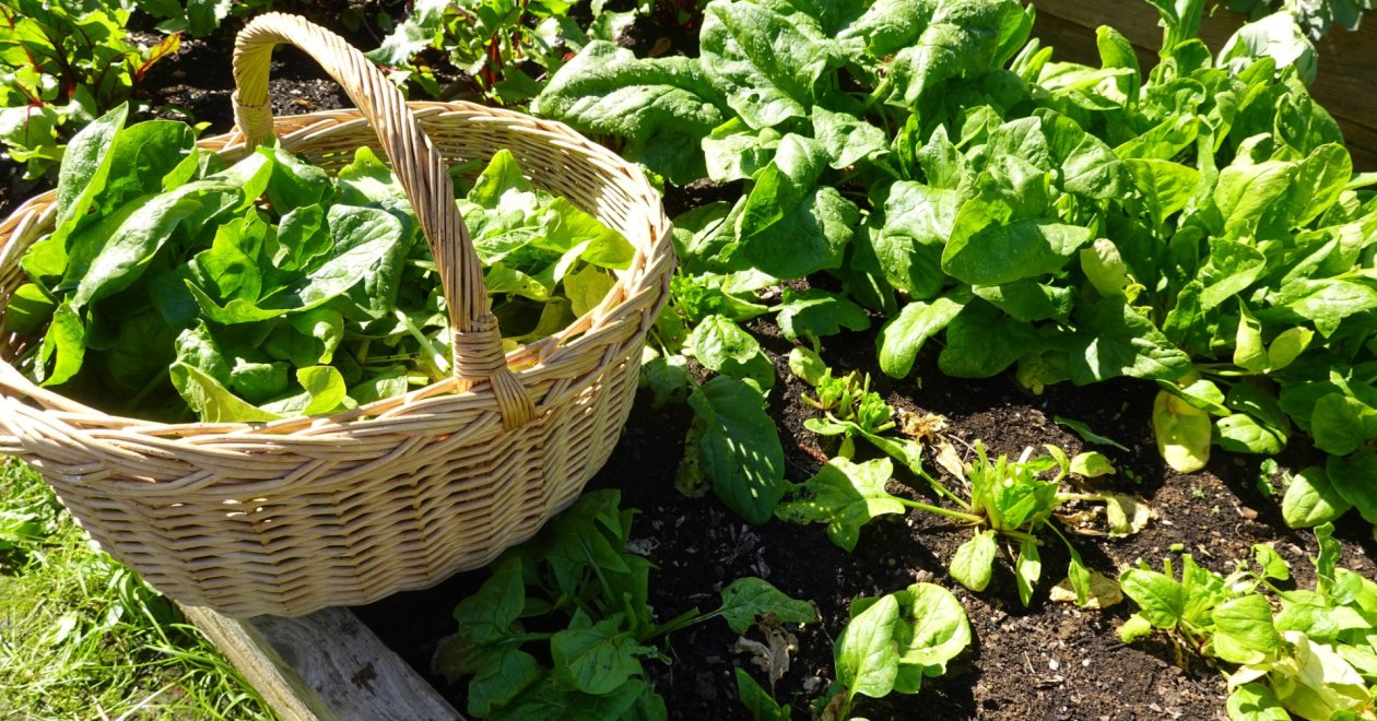Őszi magaságyás tipp: 2 népszerű spenót, amit még időben elültethetsz