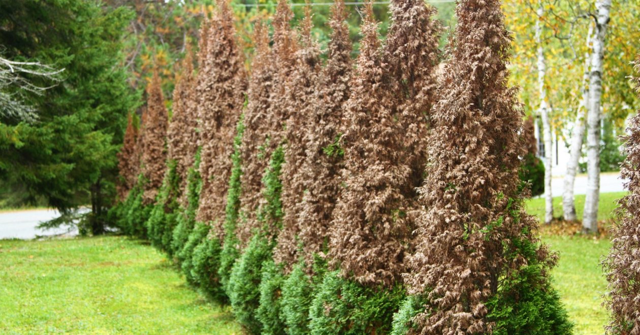 Barnul a tuja, szárad a belseje – Mi okozhatja a tuják pusztulását?