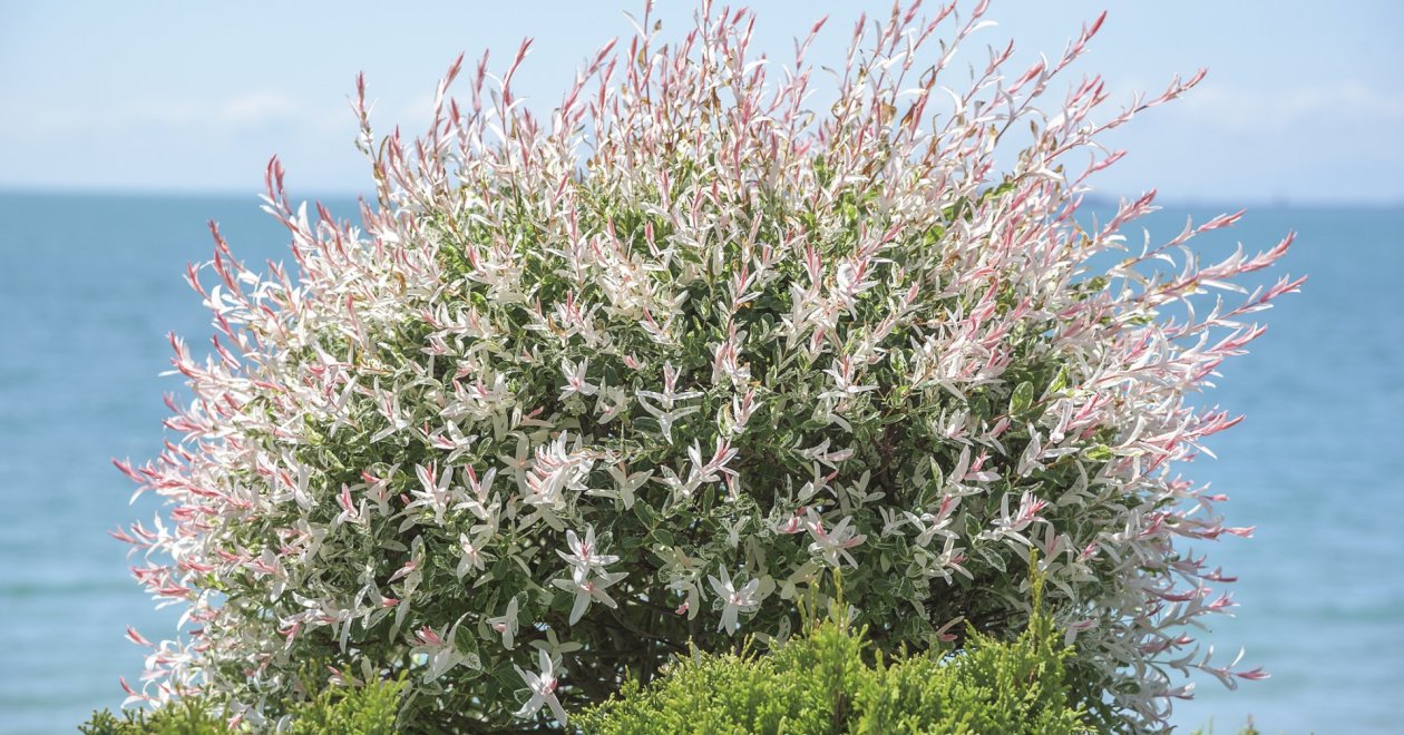 A japán fűz őszi gondozása: praktikus tippek a tökéletes formáért 