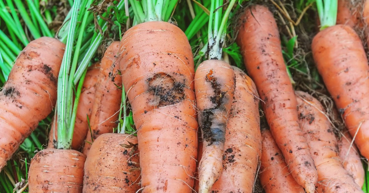 Lyukas és kukacos a répa? Így kezeld a talajt és a kártevőket 
