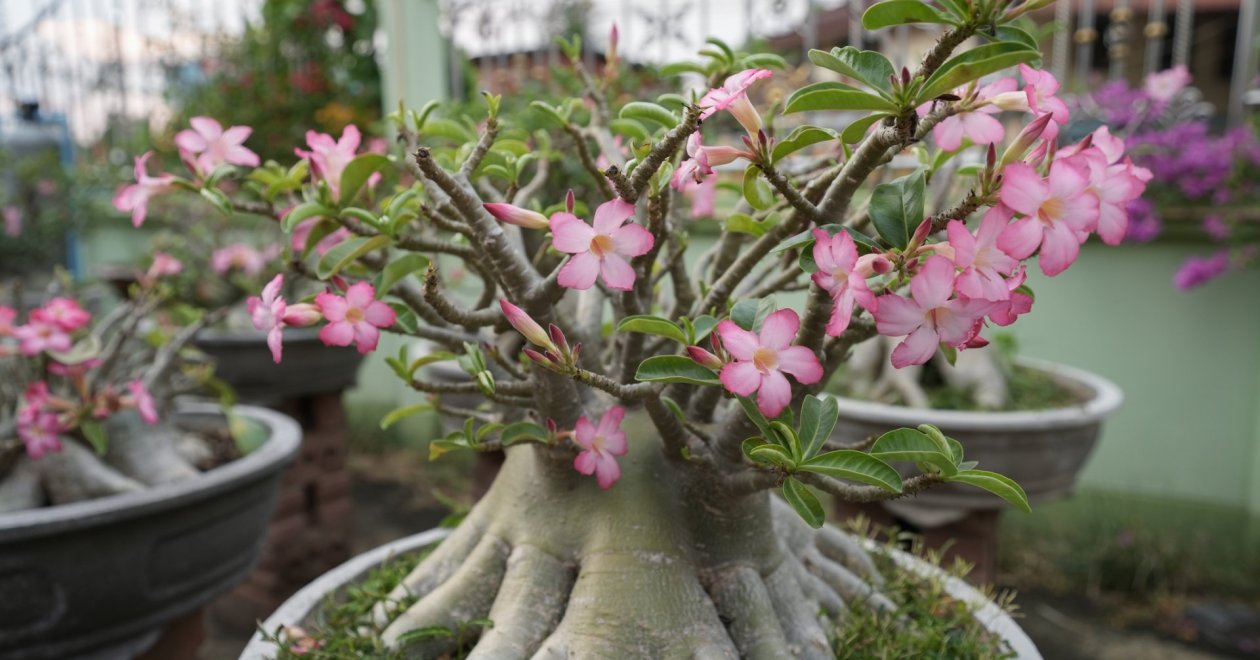 Minden, amit a sivatagi rózsáról érdemes tudni: így lesz csodaszép
