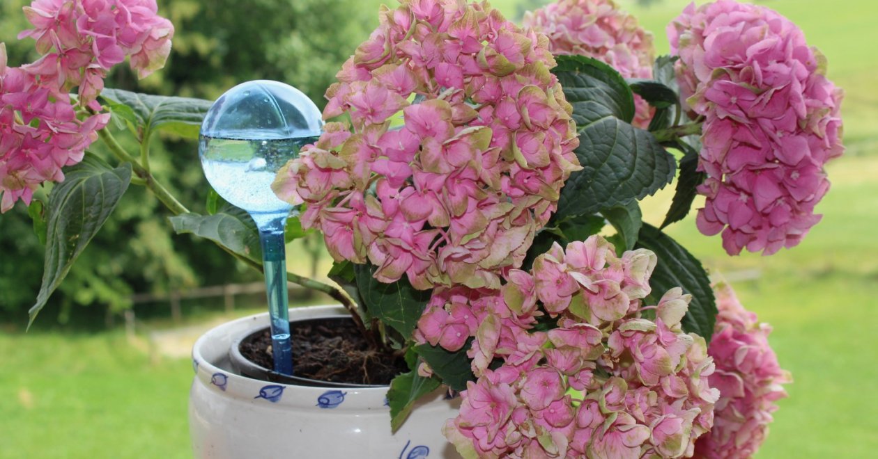 Így tartsd frissen a szobanövényeidet: öntözési tippek időhiány esetén