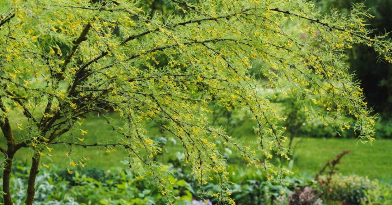 Kertszépítési inspiráció: a városi kedvenc, a csüngő borsófa gondozása