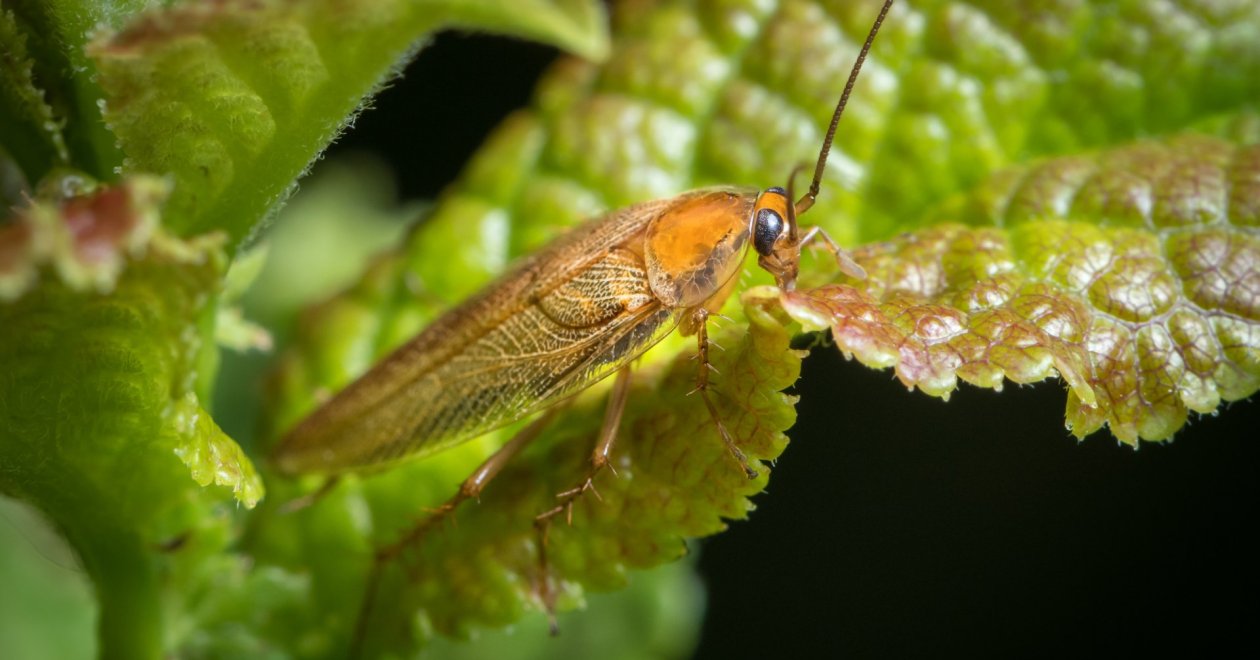  Erdei csótányok riogatják a lakosságot: tényleg félni kell tőlük?