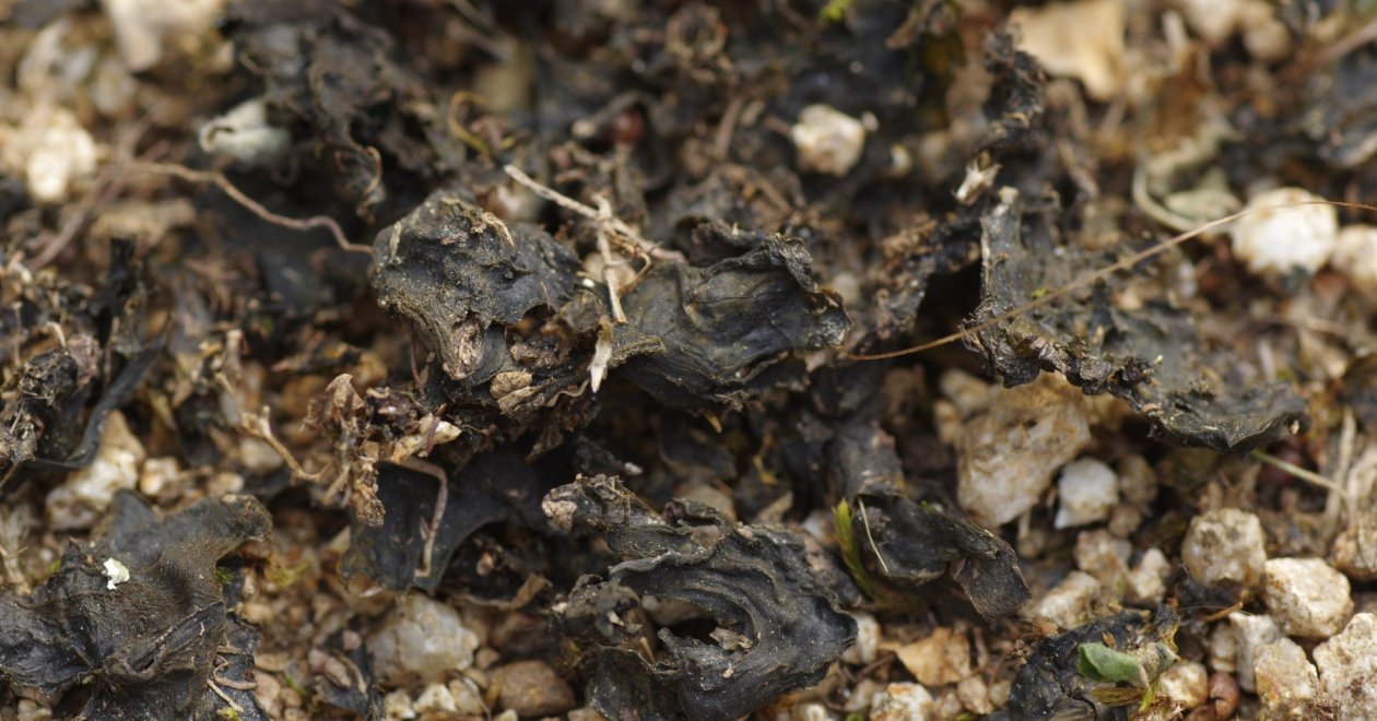 Így védekezz az őszi kertek ellensége, a kékalga ellen