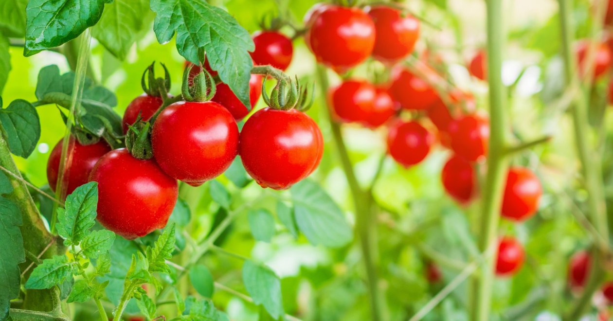 Ezeket tedd meg idén ősszel a jövő nyári paradicsom termésedért