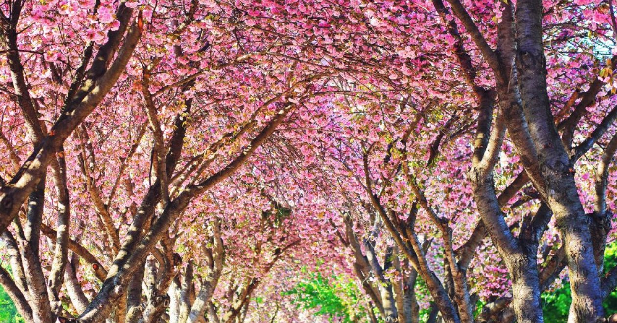 Japán cseresznyefa virágzás Magyarországon 2025-ben – itt találod a legszebb helyeket