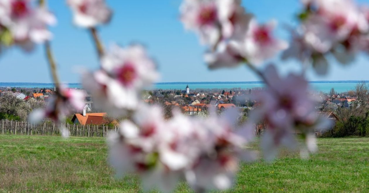 Hamvas Napok és még megannyi program vár márciusban a Balatonon