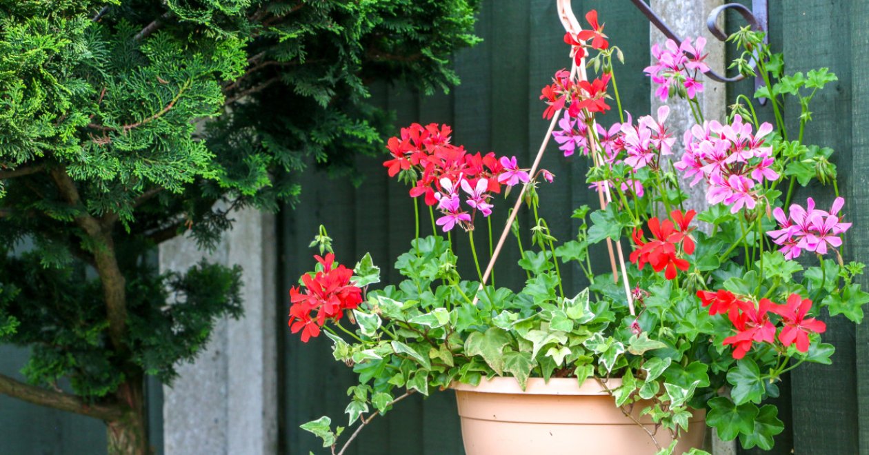 Ezek a virágok a magyarok kedvencei: minden magyar kertben megtalálod őket