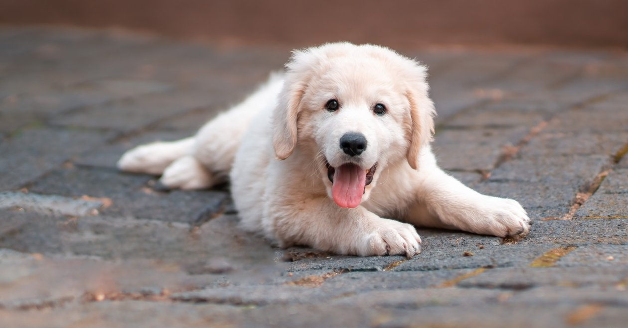 Ősi magyar kutyafajták: bemutatjuk a 6 legrégebbi társunkat