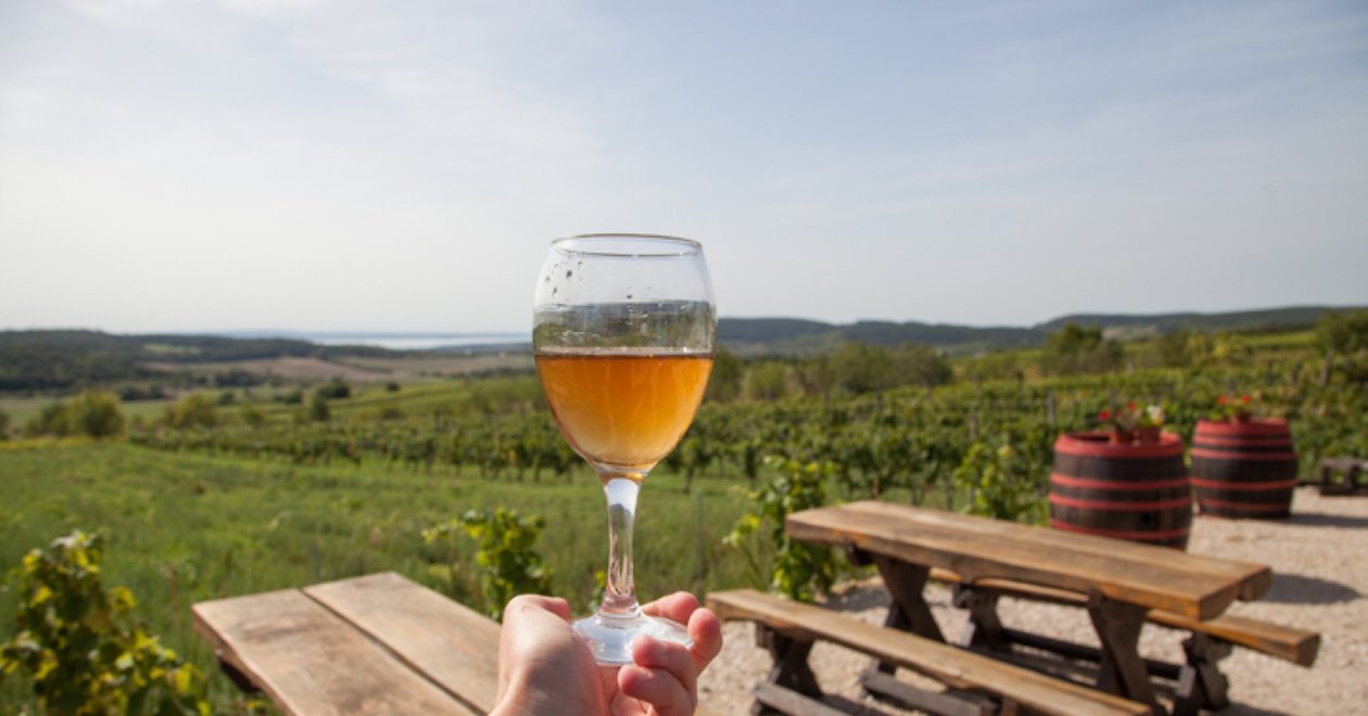 5+1 pincészet a Balaton északi partján, akinek a borait érdemes megkóstolni