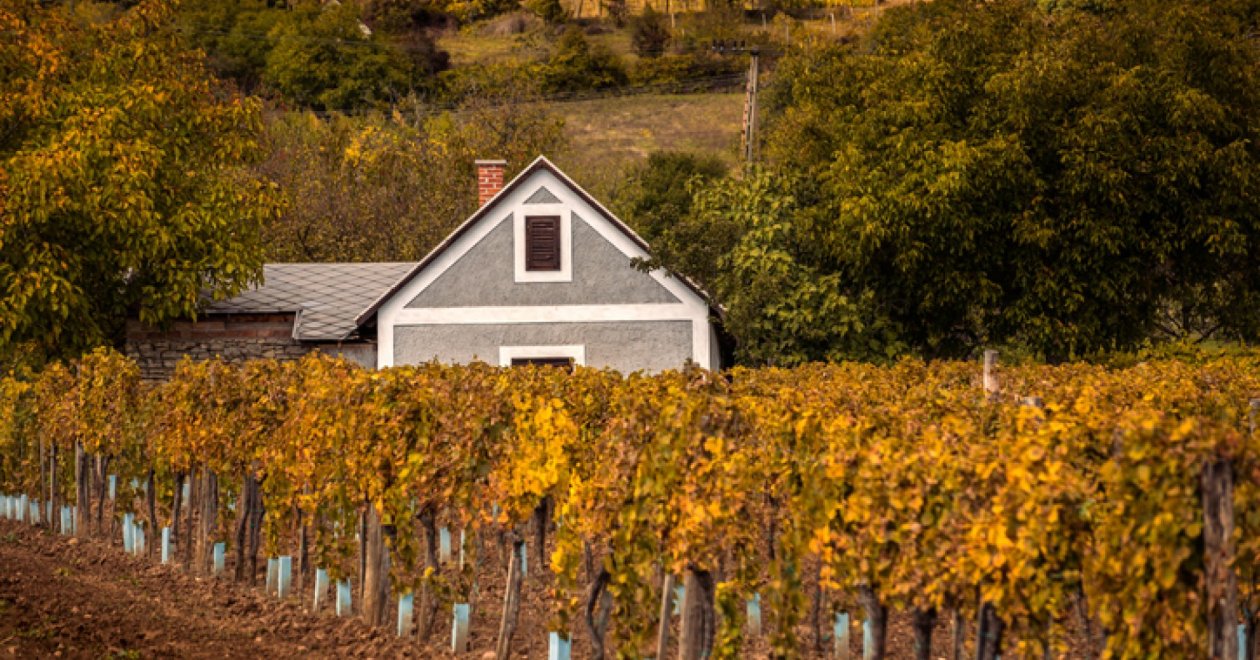 Kihagyhatatlan programok szeptemberre a Balaton körül: szüreti mulatságok, előadások, fesztiválok