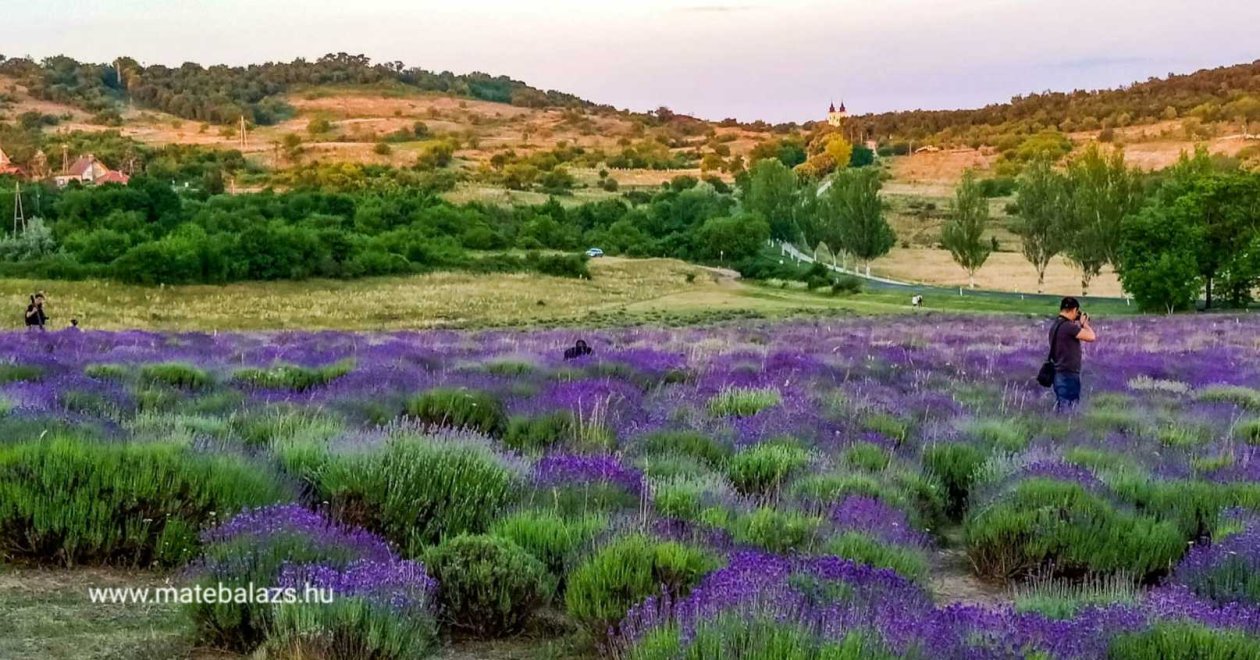 Ismerd meg a A Tihanyi levendulaültetvényeket