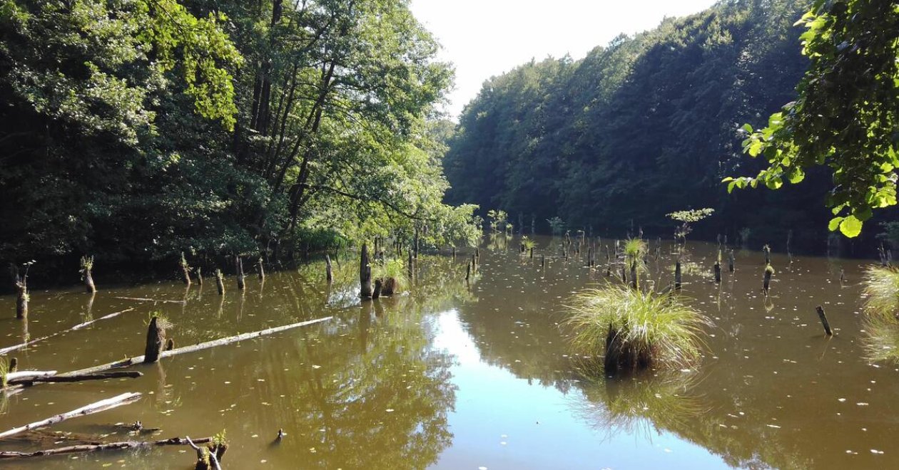 Hubertlaki-tó – Családbarát túra a híres bakonyi Gyilkos-tóhoz