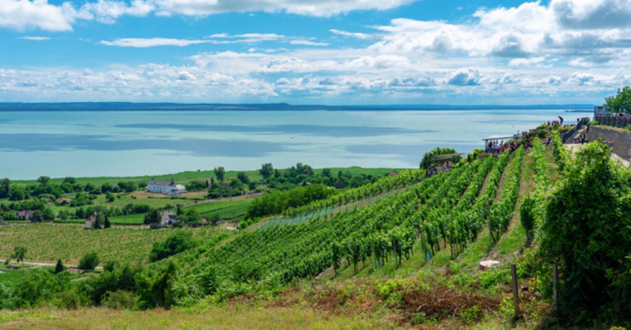 5 Balaton felvidéki pincészet, ahol isteni borokat kóstolhatsz!