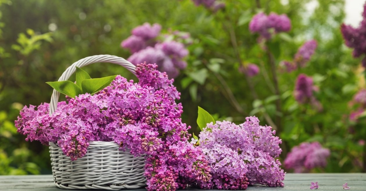 3 szuper tipp az orgona otthoni, konyhai felhasználására