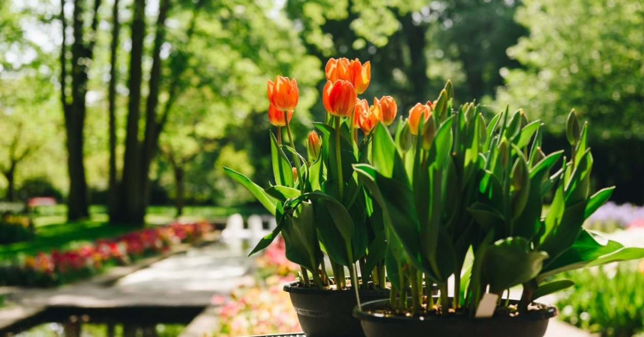 Így ültesd ki a cserepes tulipánokat a kertbe, miután elvirágoztak! 