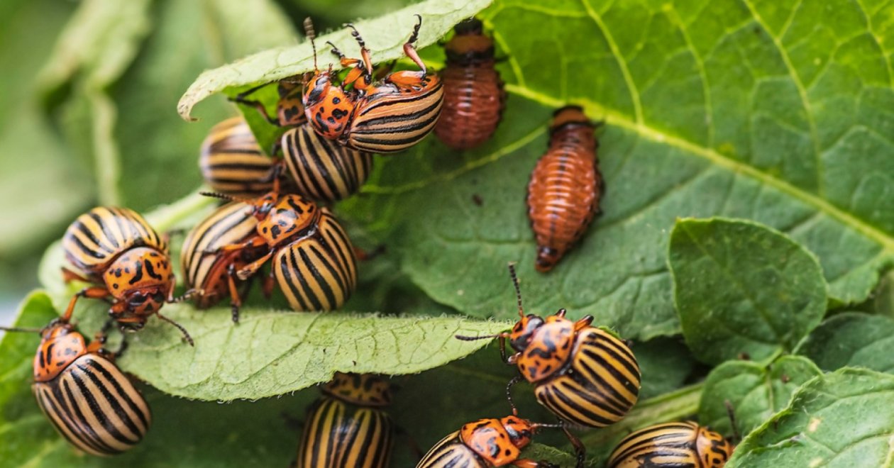3 természetes módszer, amivel megszabadulhatsz a krumplibogaraktól