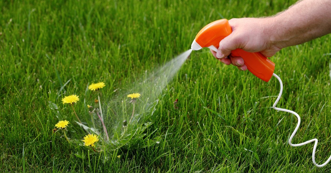 Profi házi gyomirtó mindössze 3 egyszerű összetevőből!