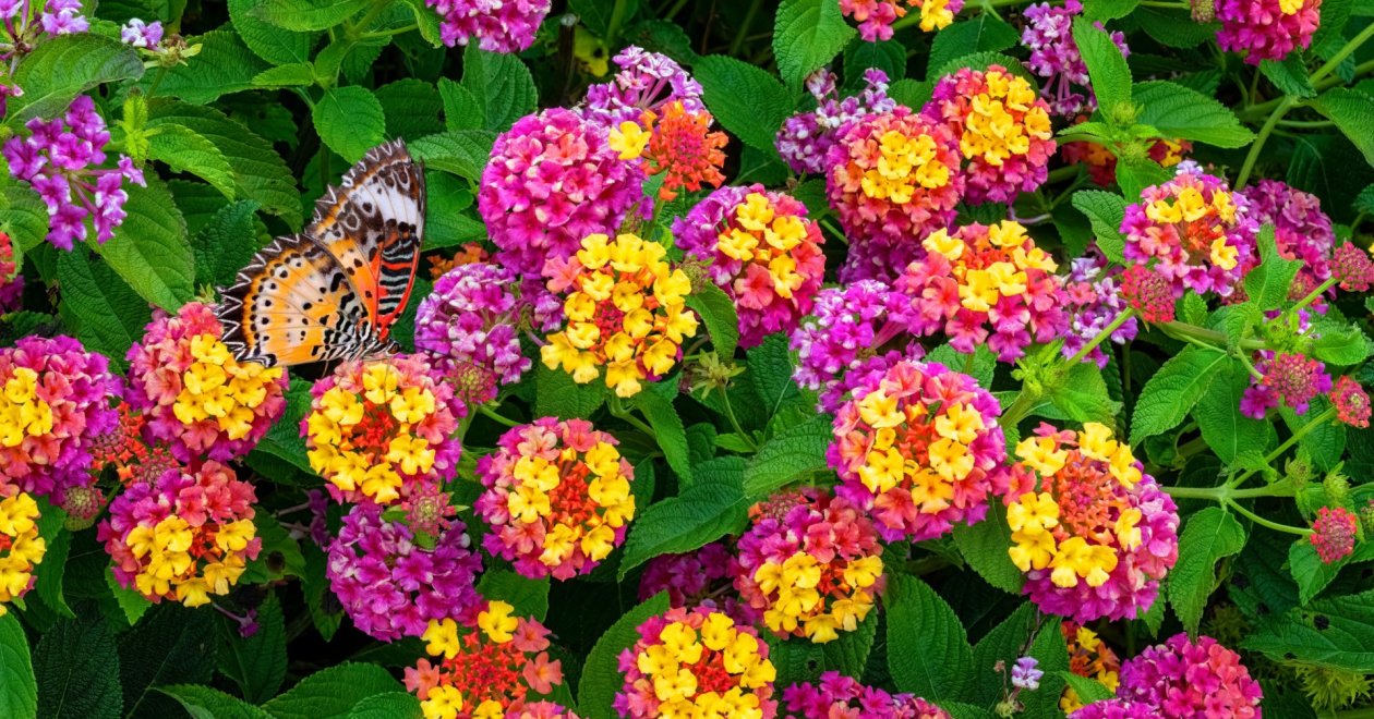 Hőségálló virágok, amelyek a tűző napon is tündökölnek
