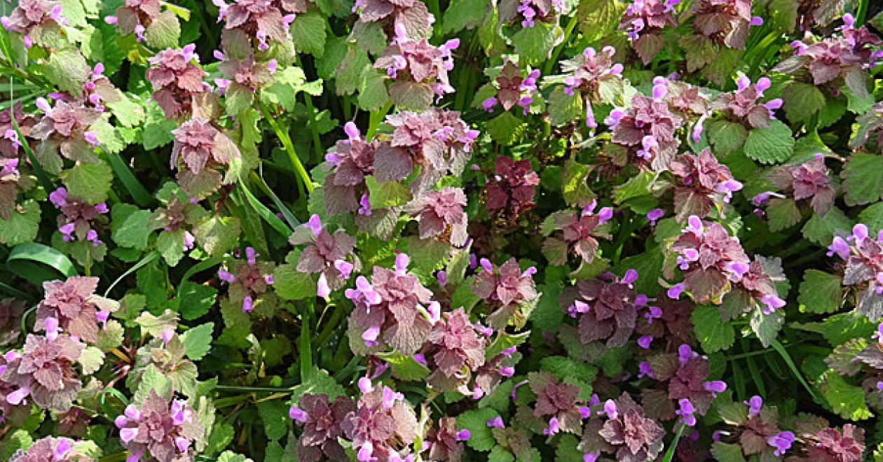 Piros árvacsalán – ezért a 4 okért megéri idén gyűjteni