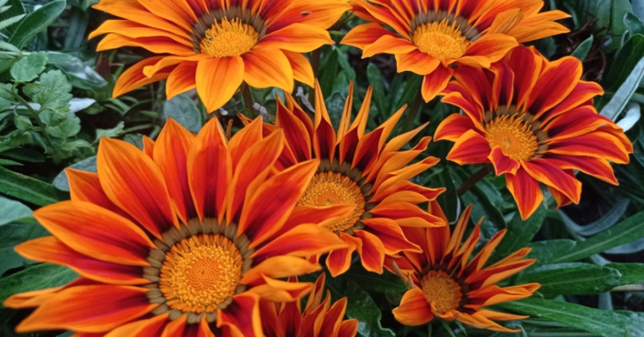 5 gyönyörű virág, ami imádja a homokos talajt! Így gondoskodj róluk