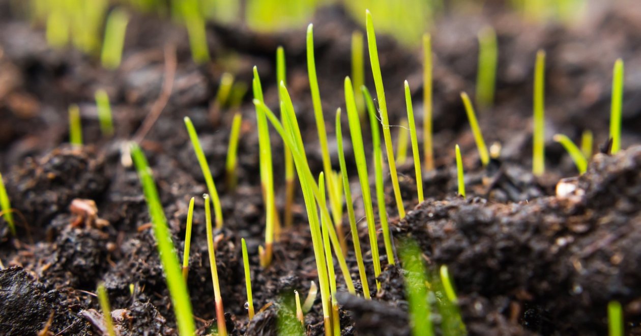 Mikor kezd el nőni a fűmag? Szakértői tippek az időzítésekről és a növekedési ütemekről