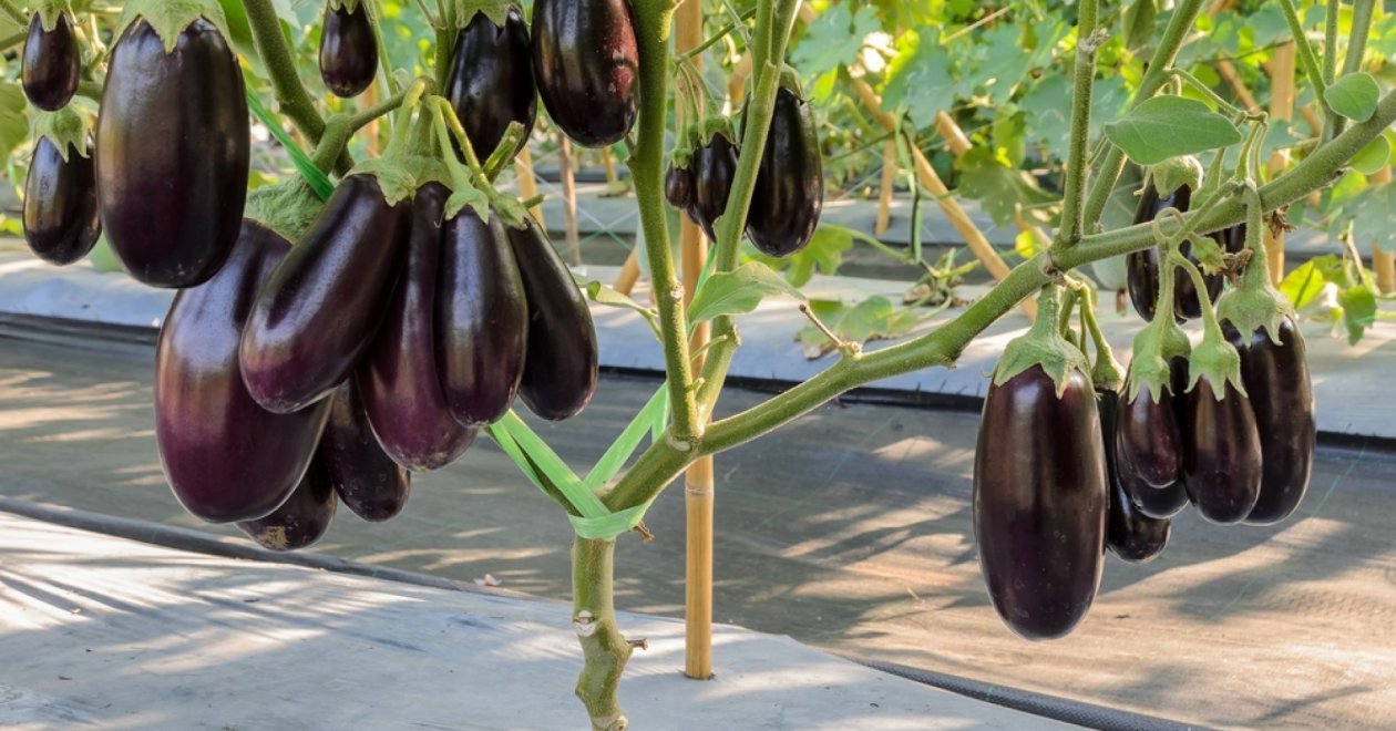A legjobb társnövények a padlizsán mellé