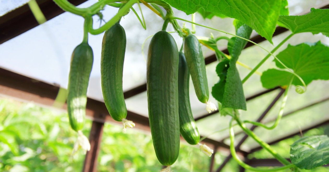 Uborka tápoldatozás a nagymama titkos receptjével