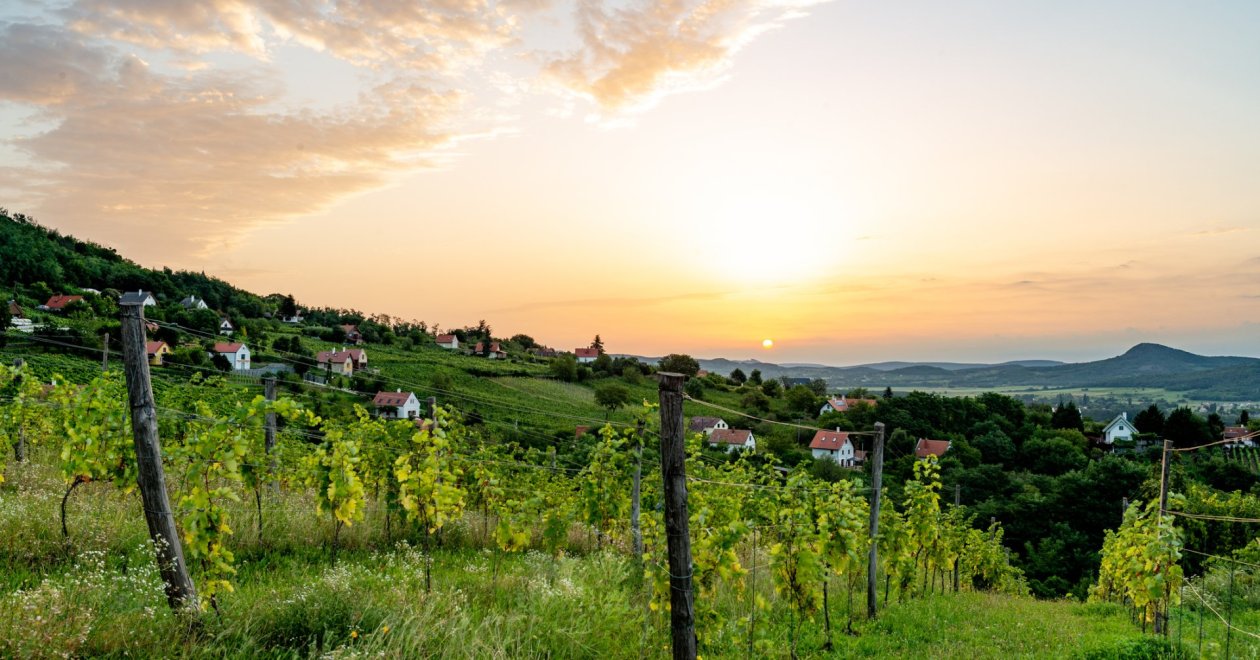 Felejthetetlen élmény a Balaton-felvidéken: Tarts velünk a Nivegy-völgyi Borpiknikre!