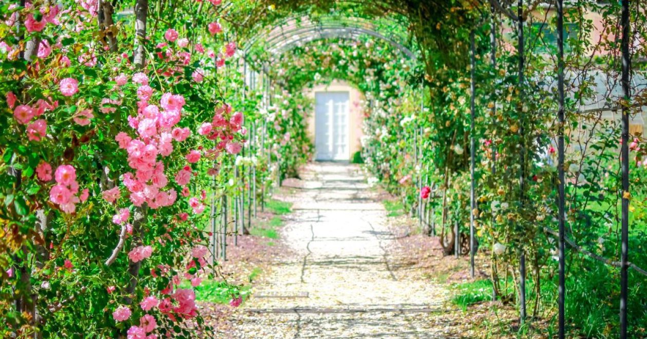 Megnyitotta kapuit Magyarország legszebb rózsakertje: a Fertődi Esterházy-kastély Cziráky Margit Rózsakertje