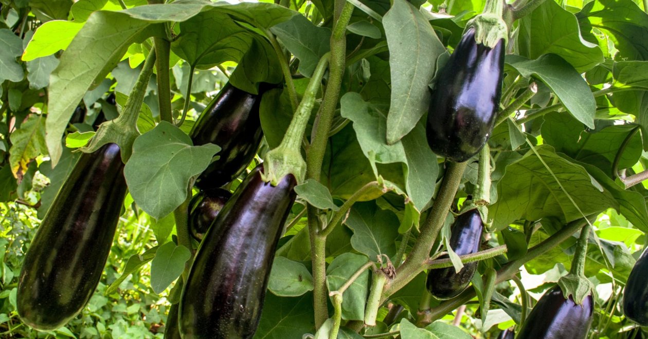 Mit ültessünk júniusban? – Lehet-e még ültetni júniusban egyáltalán?