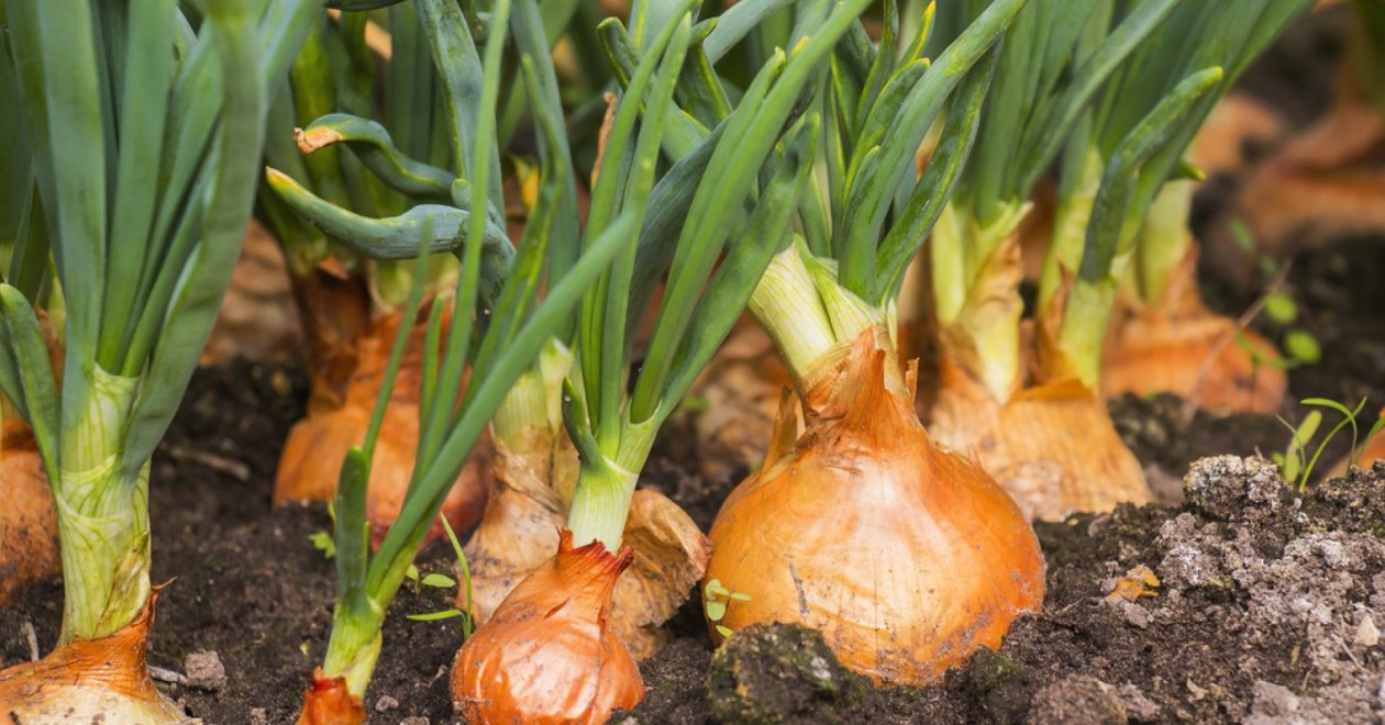 A legsokoldalúbb társnövény: ültess hagymát ezek a növények mellé a kertedben