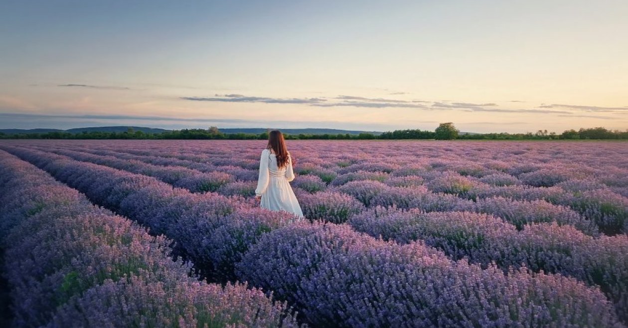 Levendula Ünnep Kőröshegyen 2025 – levendula szüret és még sok más