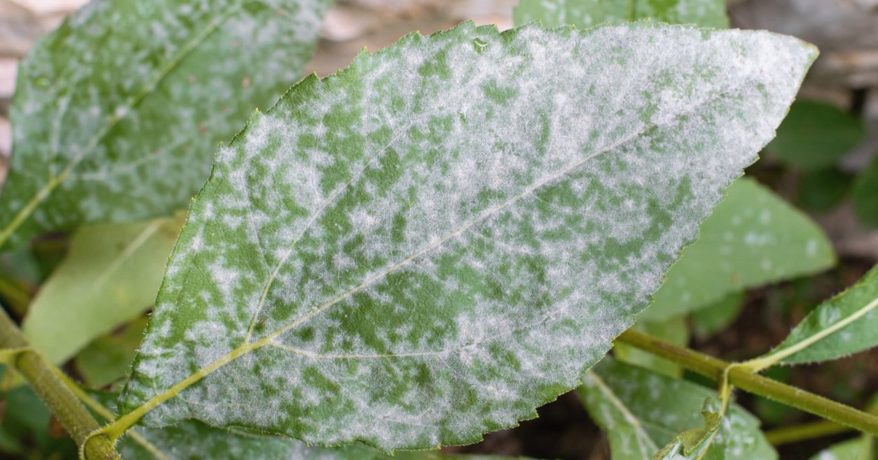 5+1 tipp lisztharmat ellen egy kertész tanácsaival