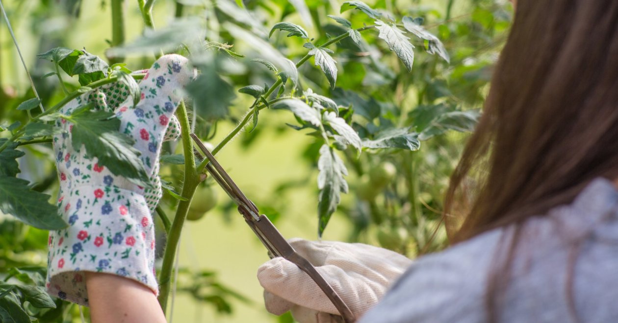 Ilyen a tökéletes paradicsom metszés: a titkos fegyver a zamatos terméshez