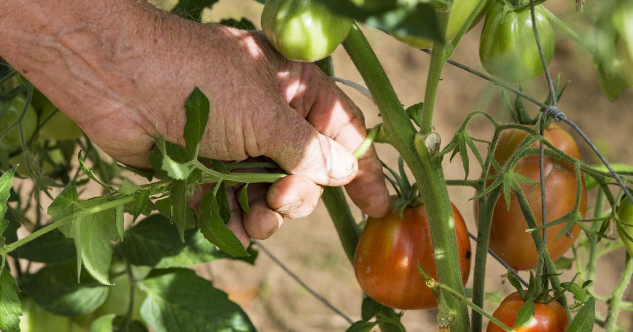 A paradicsom metszése, avagy miért fontos a paradicsom kacsolás