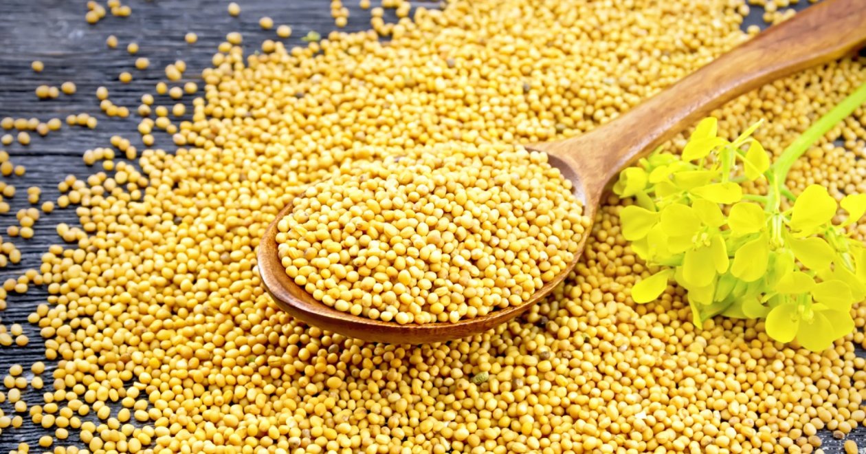 Minden kertészt ezt ajánlja: szórj mustármagot a kertedbe!