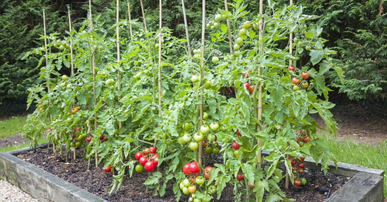 Ütögesd meg a paradicsomjaidat és elmondom mi történik