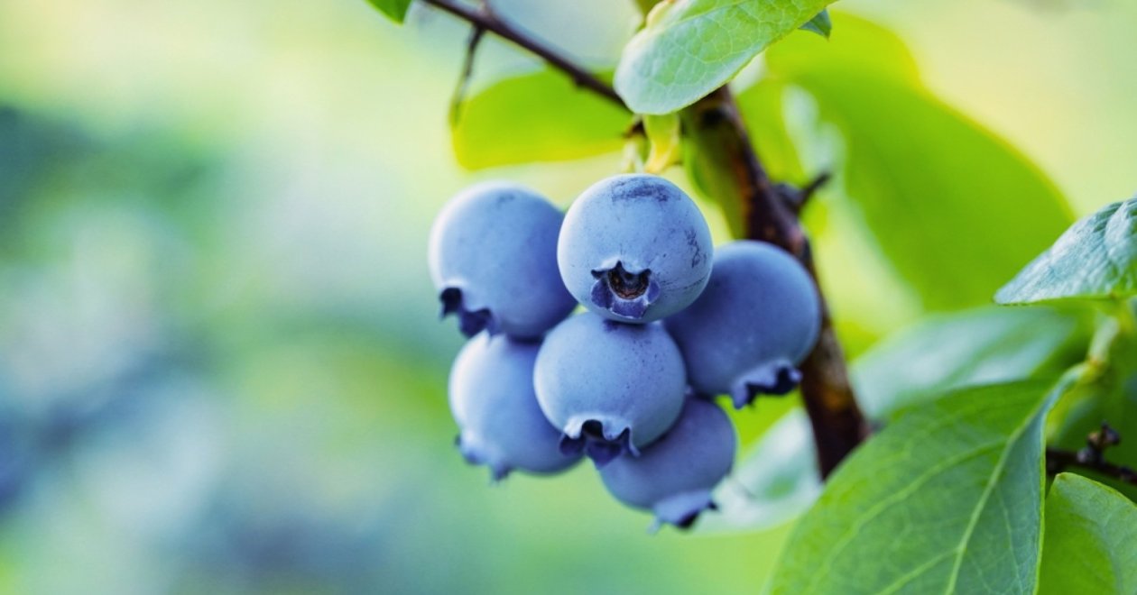 Ültess el egy áfonya szemet, hatalmas bokor lesz belőle! 