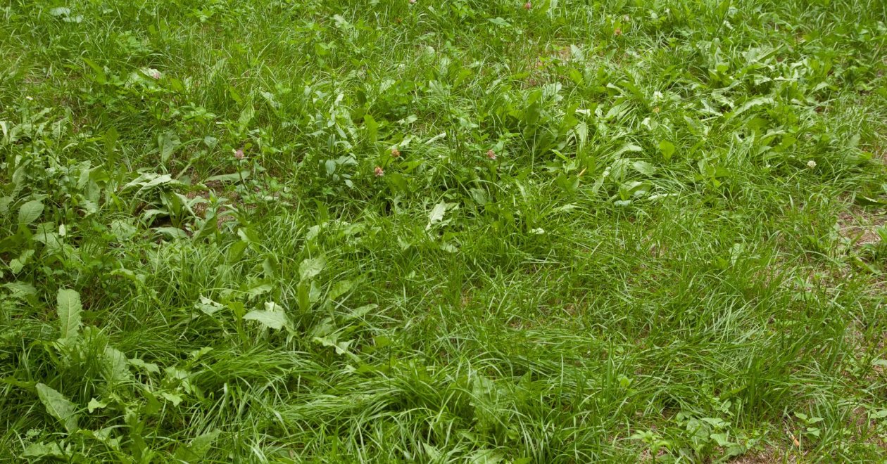 Ezért gazosodott el a füved és így mentsd meg