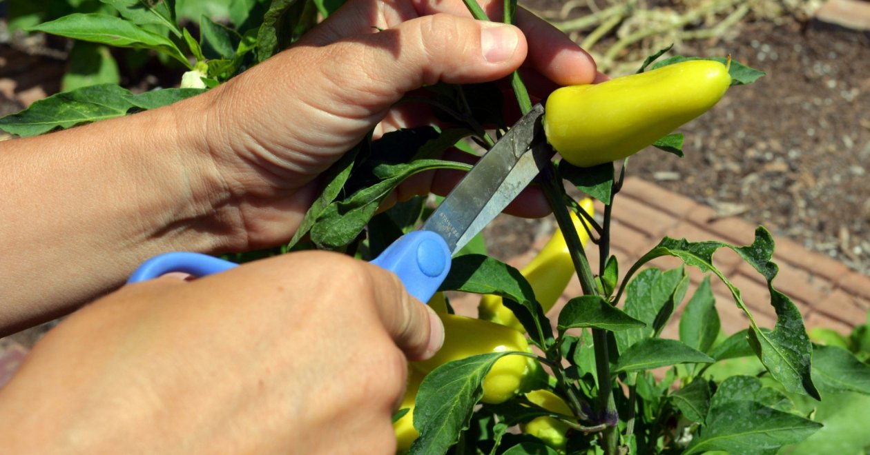 Így metszd meg a paprikádat, mint egy profi