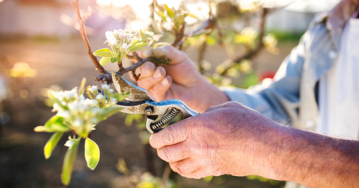 5 júniusi teendő a kertben, amit sokan elfelejtenek