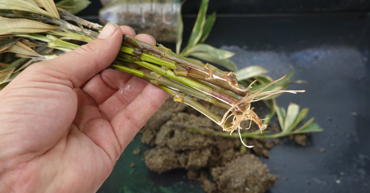 Így szaporíthatod a leandert akár egyetlen ágról is