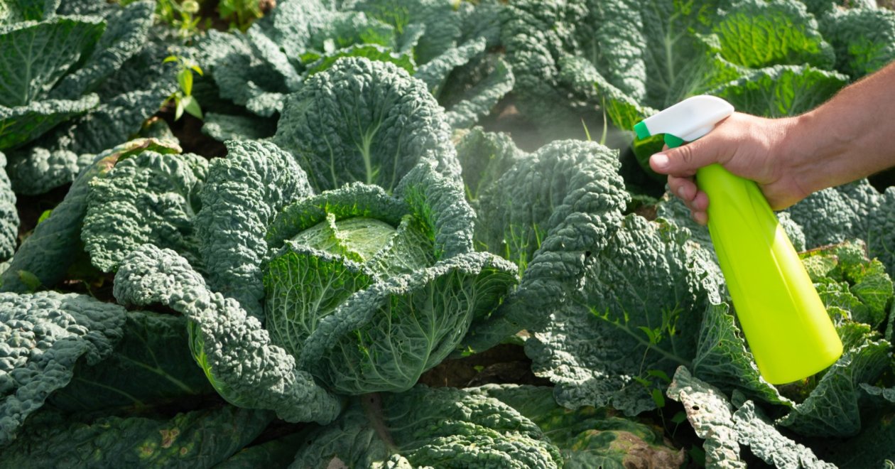 Ezek a házi növényvédő szerek minden kártevőt elűznek a kertből - Hihetetlen, de igaz