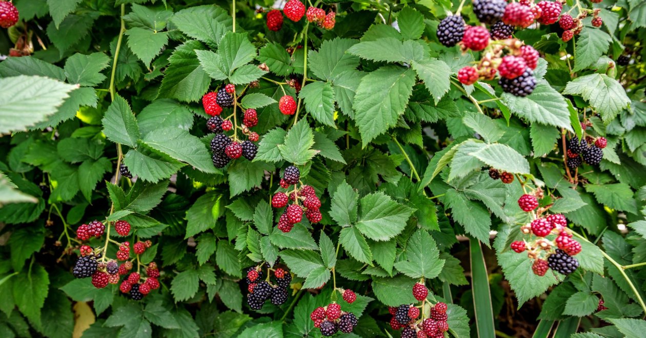 Ezek lehetnek az okai annak, hogy nem érik be teljesen a szeder