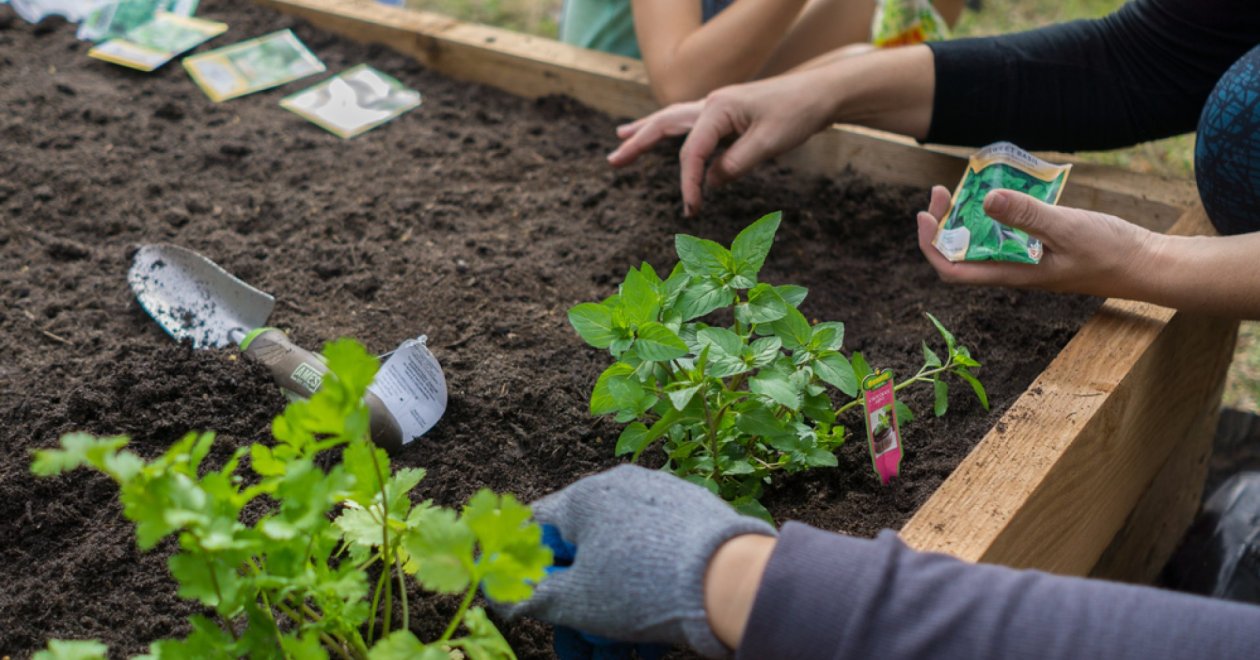 Még nem késtél el - júliusban elültetheted ezeket a zöldségeket és fűszernövényeket!