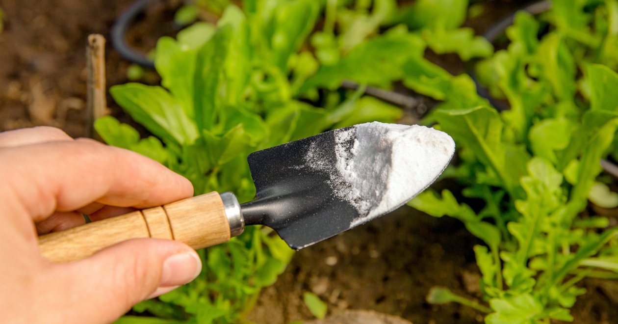 Permetezz szódabikarbónával, és élvezd a kártevőmentes kerted látványát!