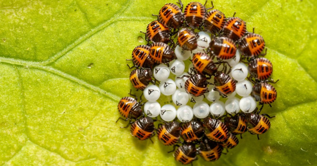 Mit tehetünk, ha megjelennek a poloskák a kertben?